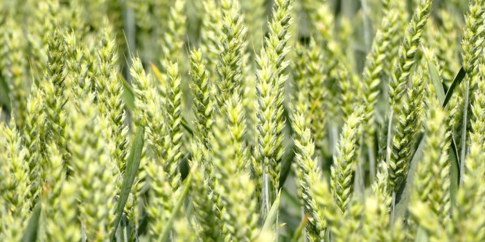 Le top 10 des céréales anciennes et leurs bienfaits