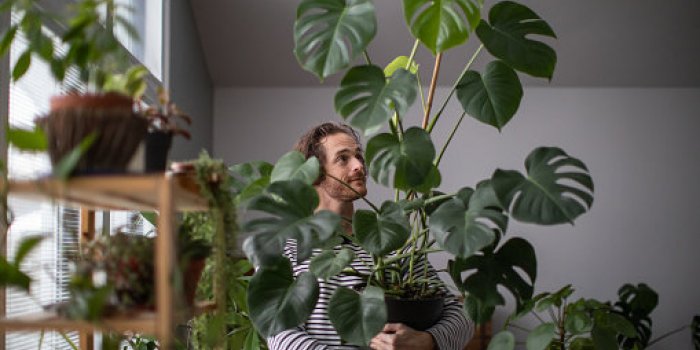 15 plantes dâintÃ©rieur toxiques pour les chats
