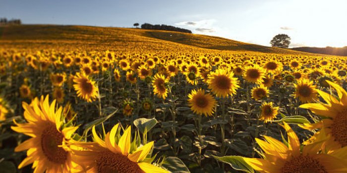 11 choses que vous ne savez pas sur lâhuile en bouteille