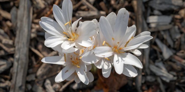 15 plantes de votre quotidien extrêmement toxiques !