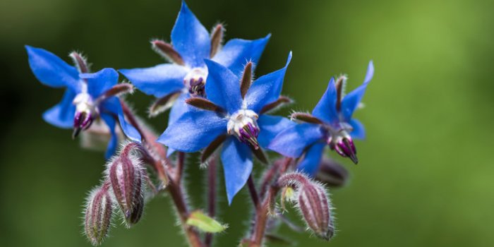 11 fleurs comestibles à mettre dans son assiette