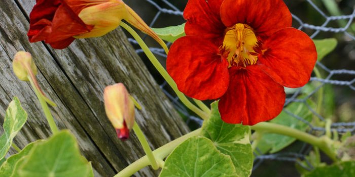 11 fleurs comestibles à mettre dans son assiette
