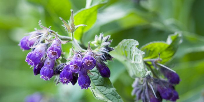 11 fleurs comestibles à mettre dans son assiette