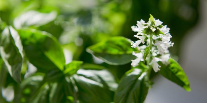 11 fleurs comestibles à mettre dans son assiette