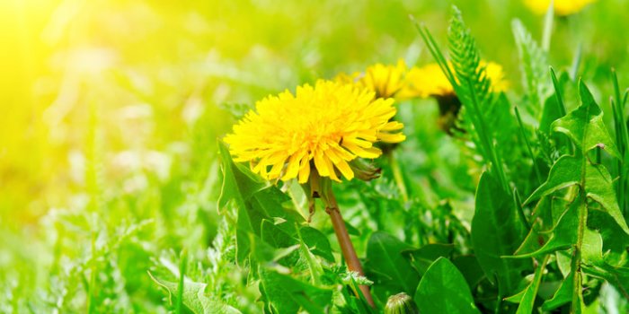 11 fleurs comestibles à mettre dans son assiette