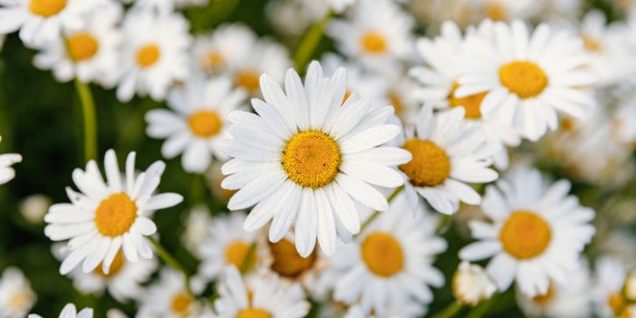11 fleurs comestibles à mettre dans son assiette