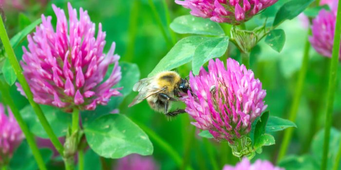 11 fleurs comestibles à mettre dans son assiette