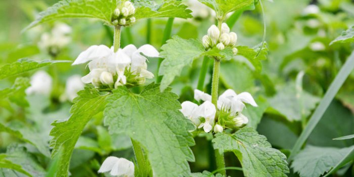 11 fleurs comestibles à mettre dans son assiette