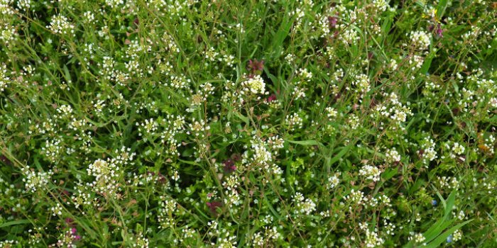 11 fleurs comestibles à mettre dans son assiette