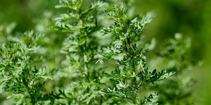 10 plantes pour améliorer la circulation sanguine