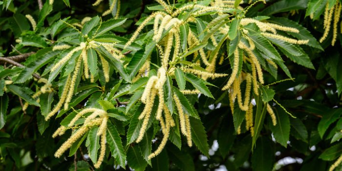 10 plantes pour améliorer la circulation sanguine