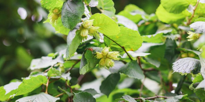 10 plantes pour améliorer la circulation sanguine