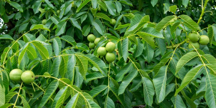 10 plantes pour améliorer la circulation sanguine