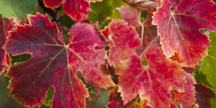 10 plantes pour améliorer la circulation sanguine