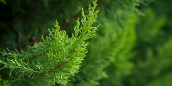 10 plantes pour améliorer la circulation sanguine