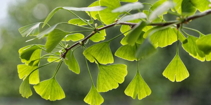 10 plantes pour améliorer la circulation sanguine