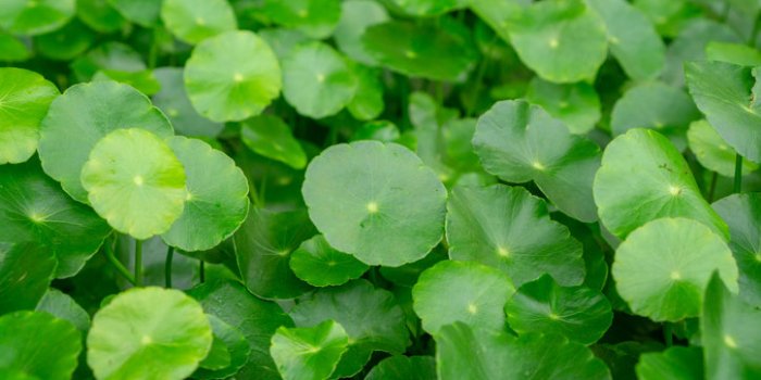 10 plantes pour améliorer la circulation sanguine