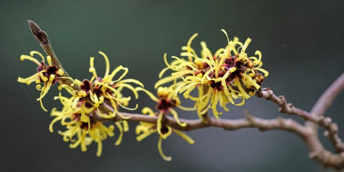 10 plantes pour améliorer la circulation sanguine