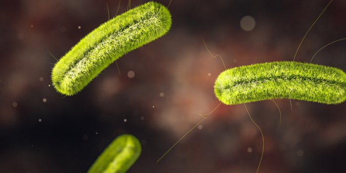 science photo of bacteria listeria infection is a food-borne bacterial illness that can be very serious for pregnant wome...