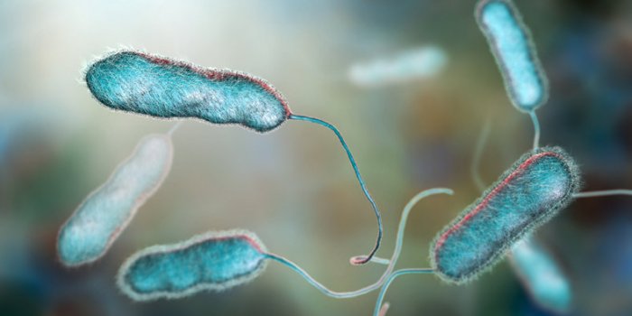 legionella pneumophila bacterium, the causative agent of legionnaire's disease, 3d illustration
