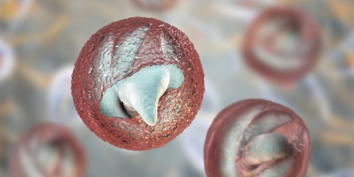 release of sporozoites from cryptosporidium parvum oocyst, 3d illustration cryptosporidium is a protozoan, microscopic pa...