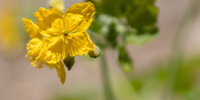 Verrue plantaire : comment les enlever naturellement ?