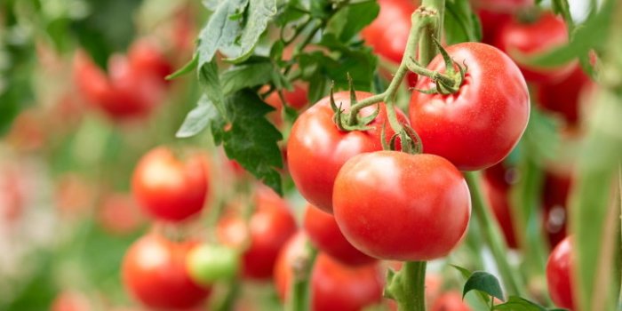 DMLA : des aliments peuvent la prÃ©venir selon une Ã©tude
