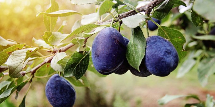 Guêpe : quels sont les aliments qui les attirent ?