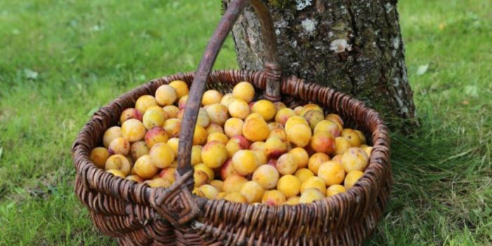 Guêpe : quels sont les aliments qui les attirent ?