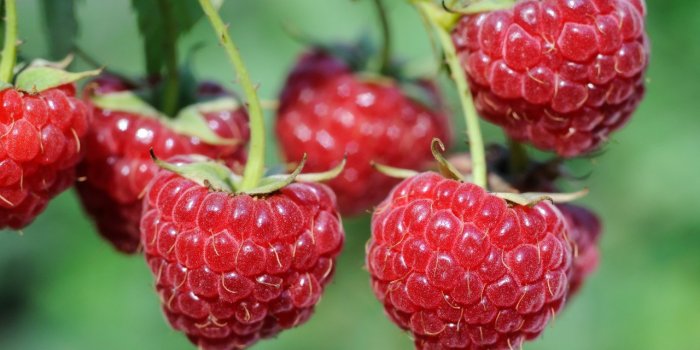 Guêpe : quels sont les aliments qui les attirent ?