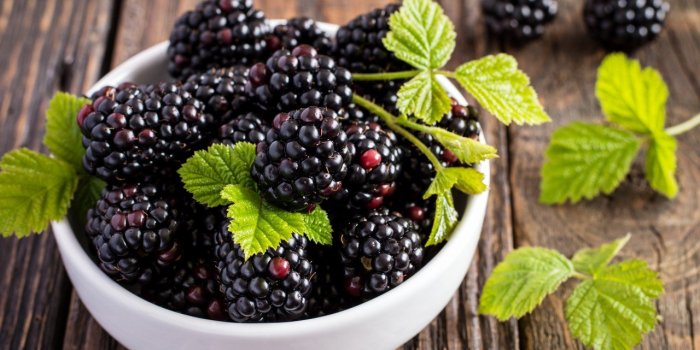 Guêpe : quels sont les aliments qui les attirent ?