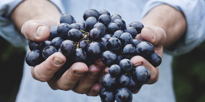 Guêpe : quels sont les aliments qui les attirent ?
