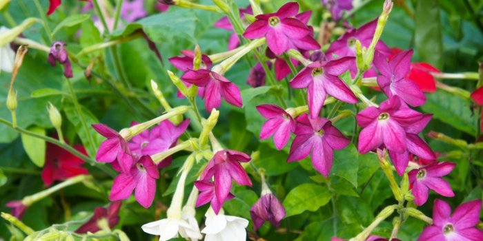 10 plantes qui Ã©loignent les moustiques