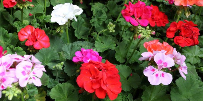 10 plantes qui Ã©loignent les moustiques