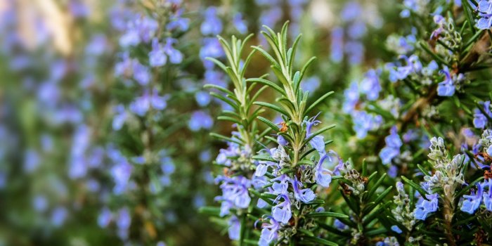 10 plantes qui Ã©loignent les moustiques