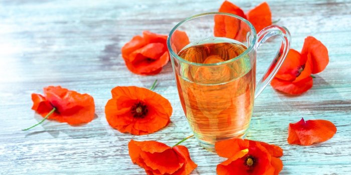 Toux : 10 plantes qui la soulagent efficacement 