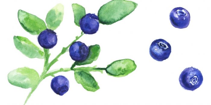 Quels fruits pour avoir un ventre plat ?