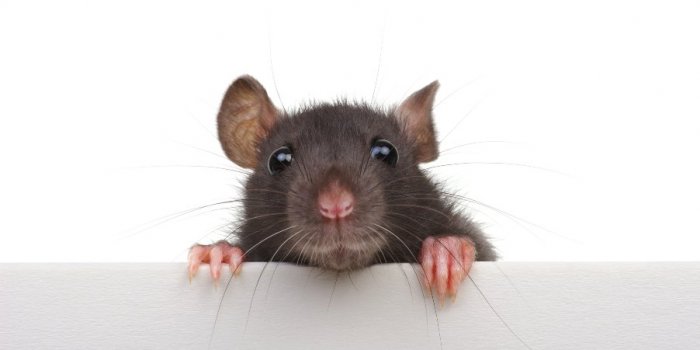 Covid-19: les animaux susceptibles de l'attraper