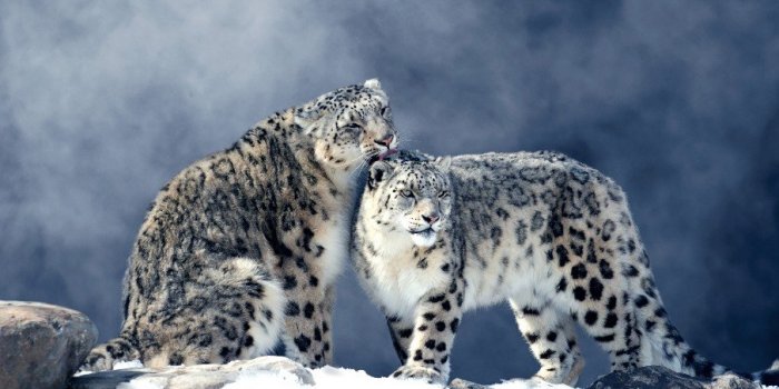 Covid-19: les animaux susceptibles de l'attraper