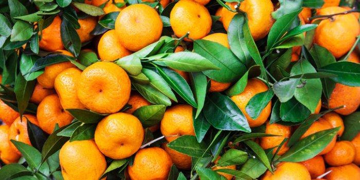 21 aliments qui font baisser le mauvais cholestérol