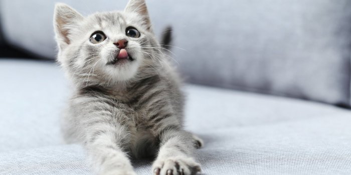 Allergies : ces 8 dÃ©clencheurs sont prÃ©sents dans votre maison