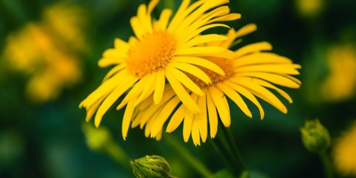 Phytothérapie : 9 plantes médicinales à faire pousser
