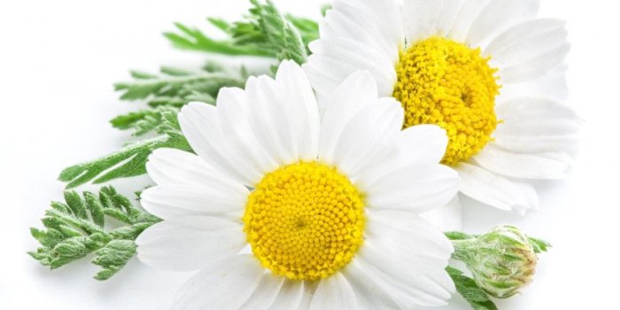 Phytothérapie : 9 plantes médicinales à faire pousser