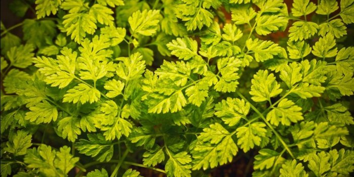 Phytothérapie : 9 plantes médicinales à faire pousser
