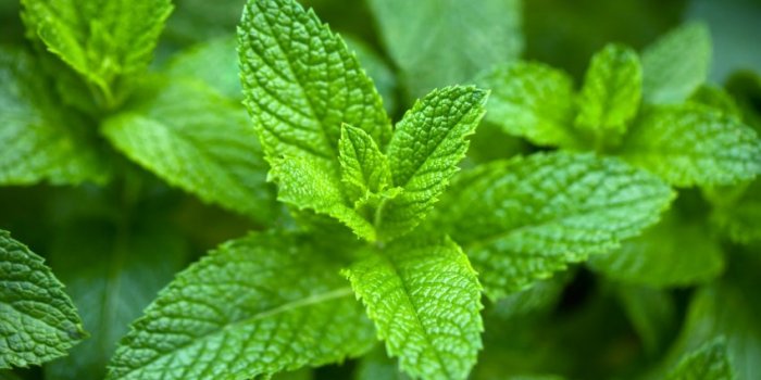 Phytothérapie : 9 plantes médicinales à faire pousser