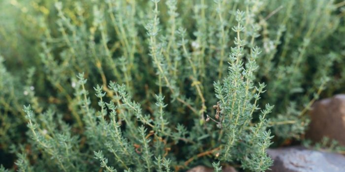 Phytothérapie : 9 plantes médicinales à faire pousser