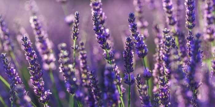 Phytothérapie : 9 plantes médicinales à faire pousser