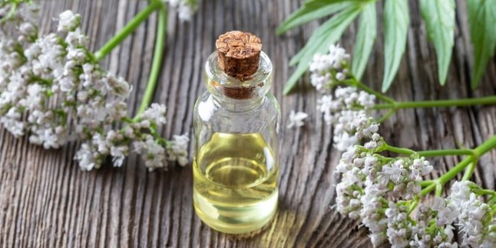 Phytothérapie : 9 plantes médicinales à faire pousser