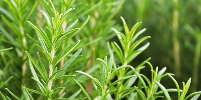 Phytothérapie : 9 plantes médicinales à faire pousser