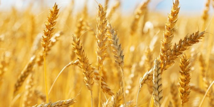 close up of wheat ears, field of wheat in a summer day harvesting period